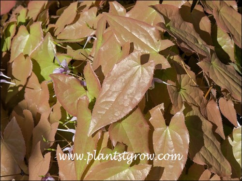 The arrow-shaped leaves in the spring.